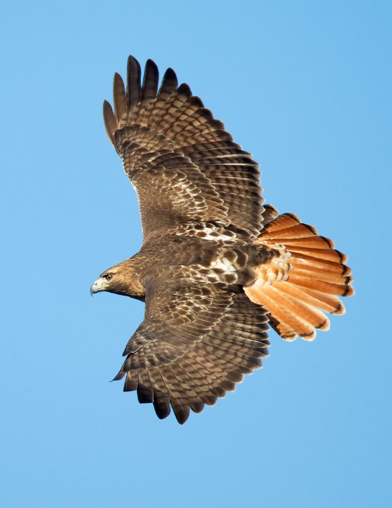_2SB1454red-tailed hawk.jpg